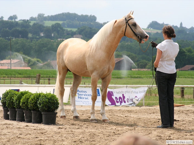 Concours chevaux