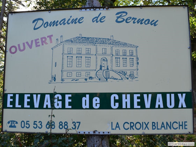 Elevage de chevaux