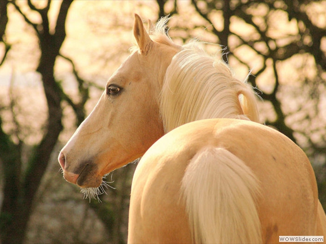 Ecurie du Domaine de Bernou - Etalon Palomino