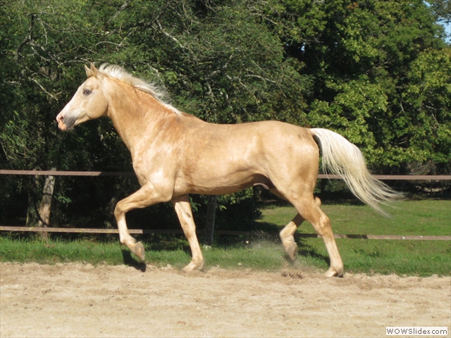 Etalon Palomino Kouros d’Olympie