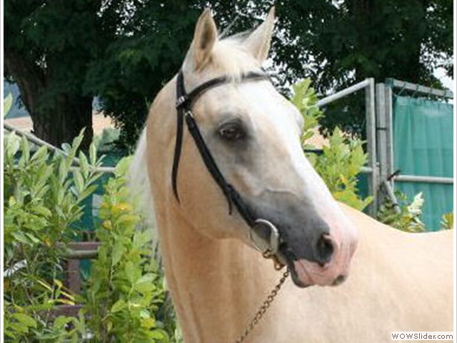 Saillie cheval Palomino