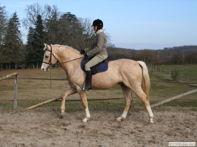 Cheval au travail