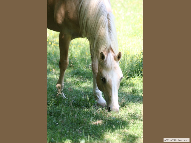 Etalon Palomino