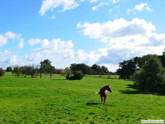 Pension pour chevaux