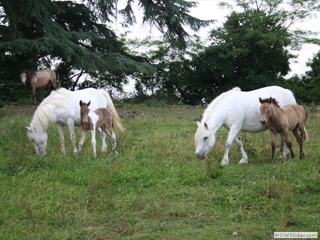 Poneys de sport