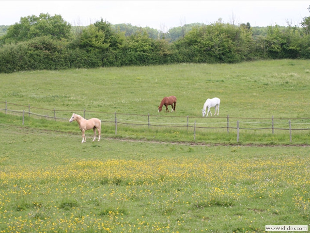 Prés pour chevaux