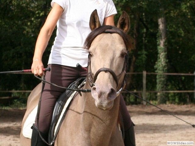 Ecurie du Domainde de Bernou, étalon Loustic