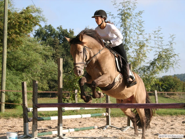 Elevage de double poneys