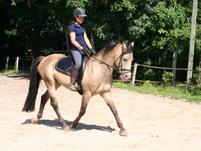 Travail du cheval