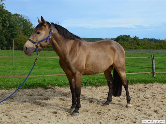 Etalon double poneys pour saillie