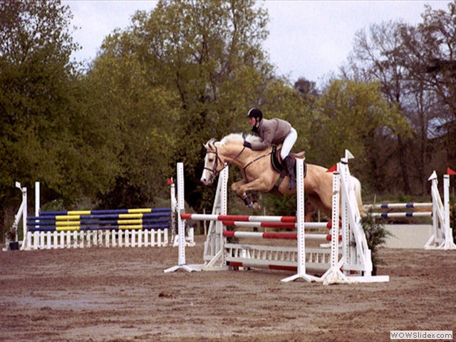 Etalon Palomino Kouros d'Olympie en concours