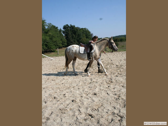 Sophie Michez, élevage de poneys de sport