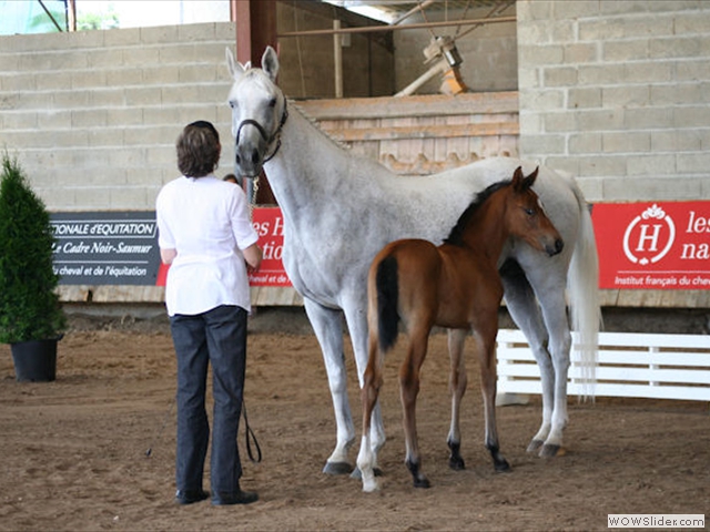 Concours pour chevaux