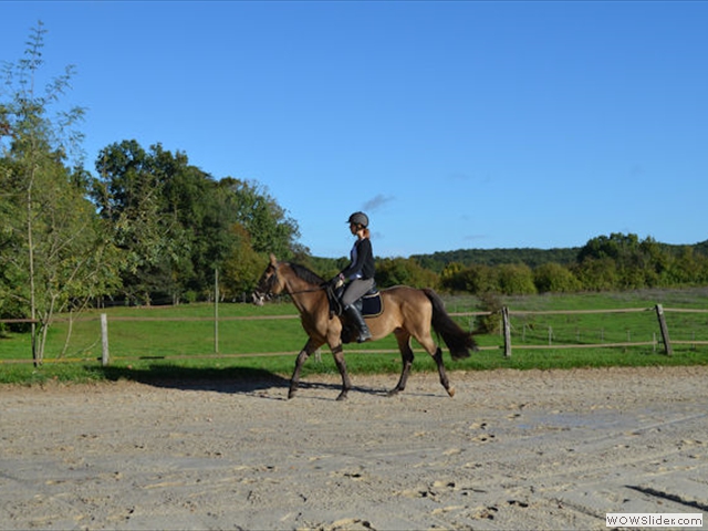 Double poneys au travail