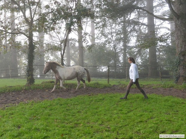 Travail du poneys en liberté