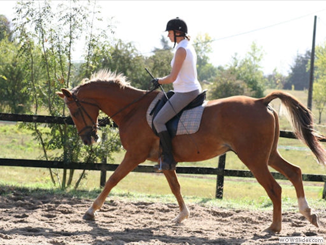 Elevage de chevaux à proximité d'Agen