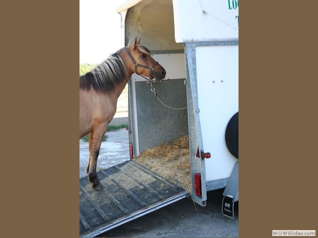 Education du poney