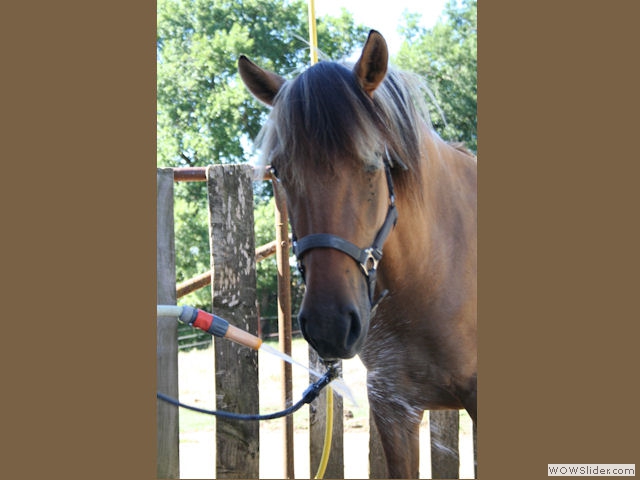 Douche du poney