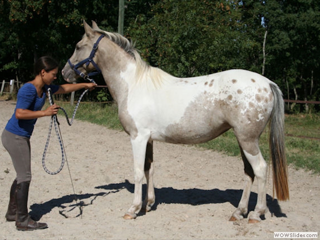 Education et travail du cheval