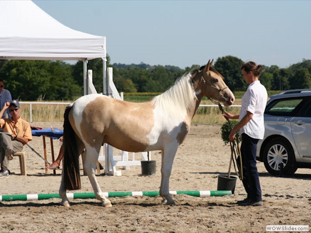 Dressage de poneys de sport