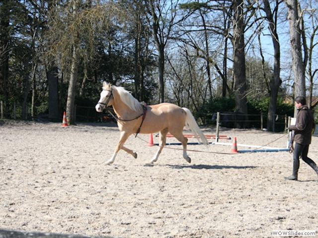 Méthode douce d'éducation du cheval