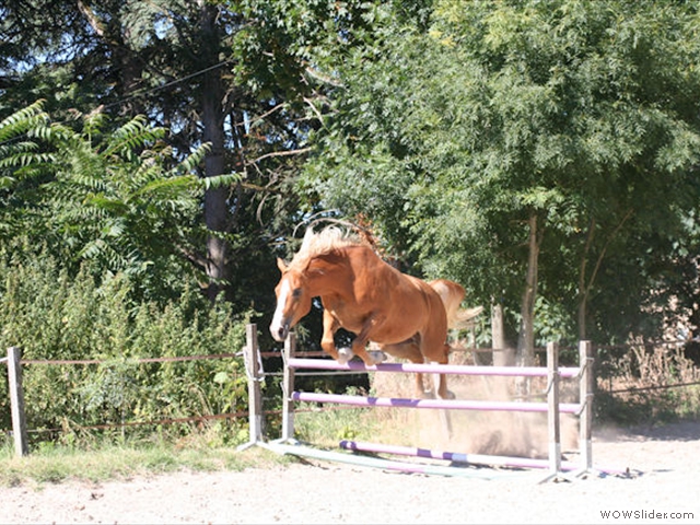 Saut d'obstacle en liberté