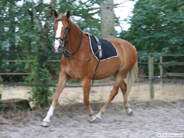 Travail du cheval en liberté