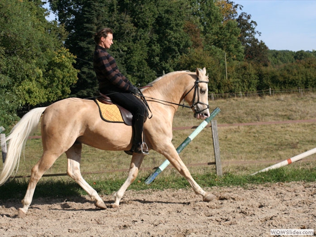 Etalon Palomino au travail